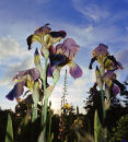 Giant Iris