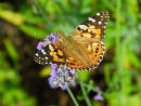 Painted Lady