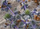 Sea Holly