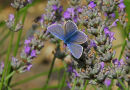 Common Blue