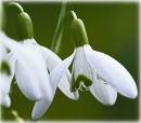 Snowdrops
