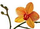 Orchid