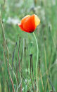 Lone Poppy
