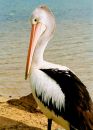 Shy Pelican