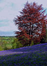 Bluebell Glade