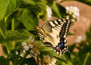 Papilio Hospiton Swallowtail 2