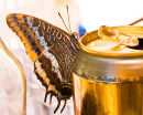 Butterfly drinks golden nectar!