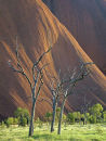 Red Centre Trees
