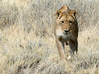 Namibia -4