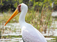 Botswana -1