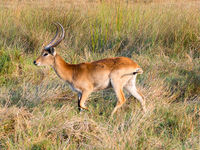 Botswana -4