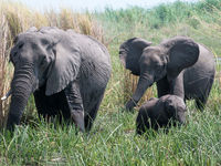 Botswana -11