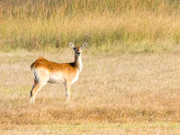 Botswana -2