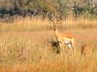 Botswana -3