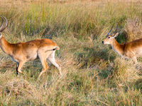 Botswana -4