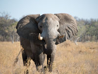 Botswana -5