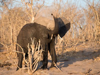 Botswana -8