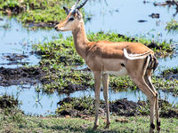 Botswana -9