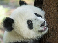 China -19