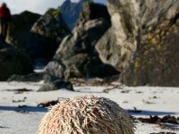 Lofoten -12