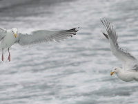 Lofoten -27