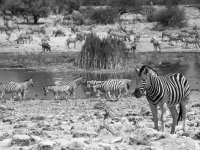 Monochrome -12