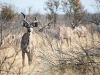 Namibia -11