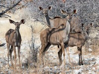 Namibia -12