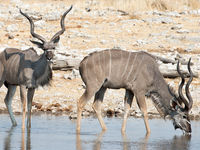 Namibia -20