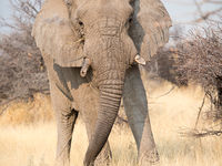 Namibia -22