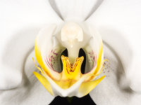 Orchid