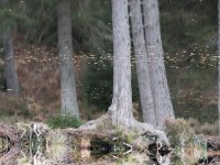 Scotland 2017 -1