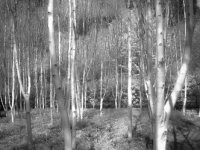 Silverburch, Infrared