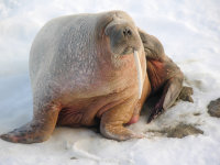 Spitsbergen -12