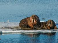 Spitsbergen -13
