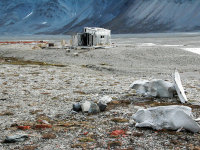 Spitsbergen -31