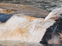 Spitsbergen -7