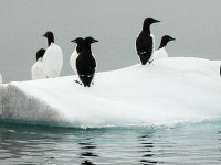 Spitsbergen -9