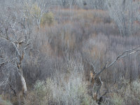 Trees, Kanab -1