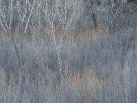 Trees, Kanab -2