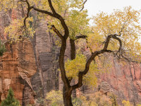 Trees, Zion Canyon -1