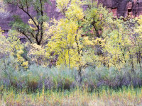 Trees, Zion Canyon -3