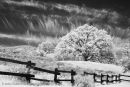 Fence and oak
