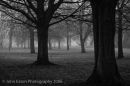 Oxford, Trees in Fog