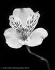 Alstroemeria #2