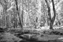 Rain Forest #1