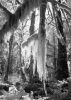 Rain Forest #2