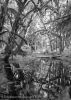 Rain Forest #3