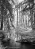 Rain Forest #4