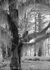 Rain Forest #5